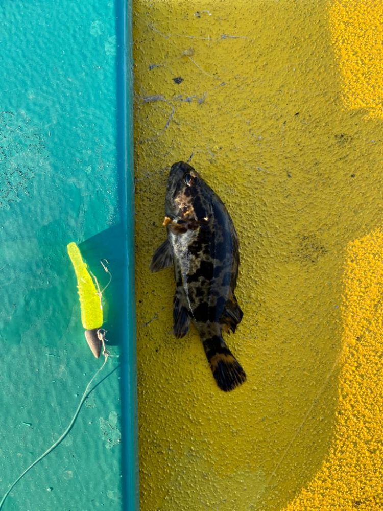 四日市ライトゲーム