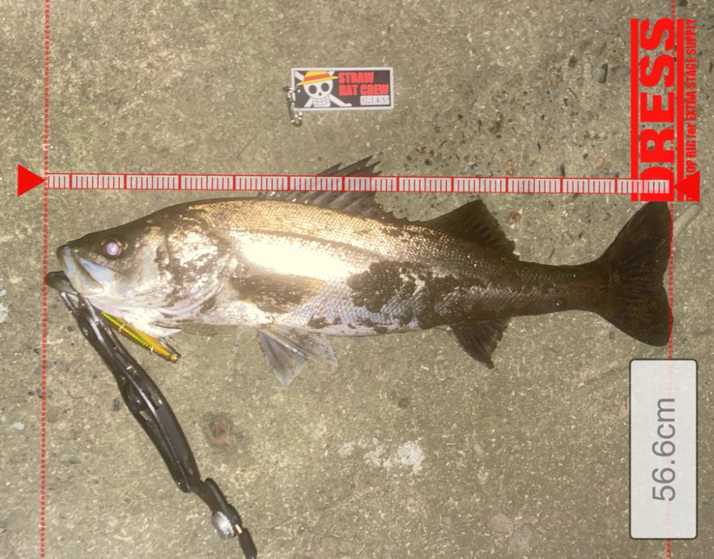 やっとシーバスくんに出逢えたっ！