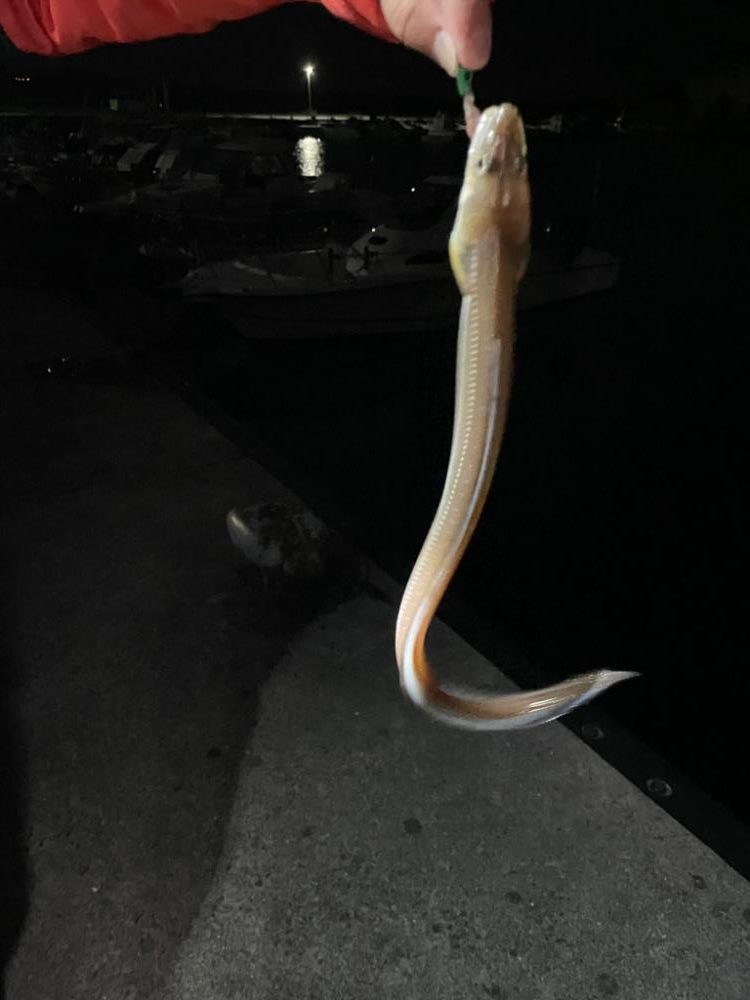 ライトゲームでアナゴ