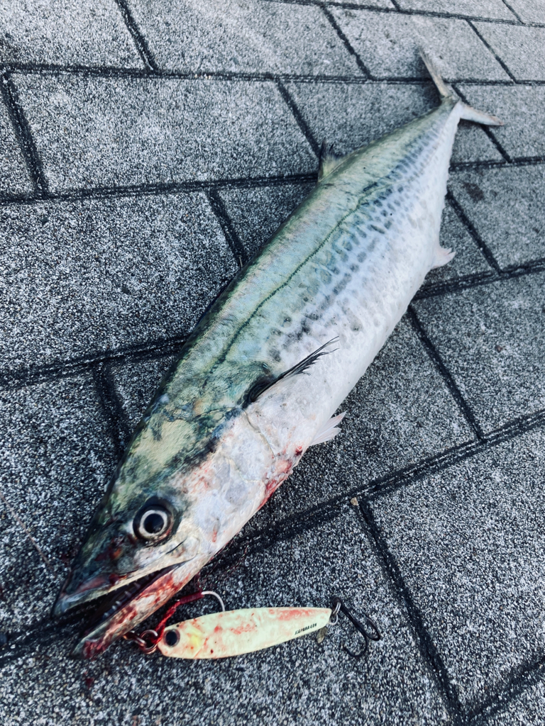 冷たい西北風。。何とか青牙58cm。