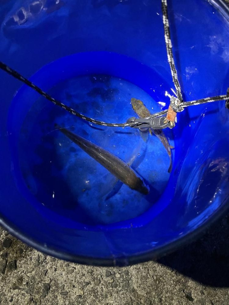 深夜に2022年釣り納め行ってきました