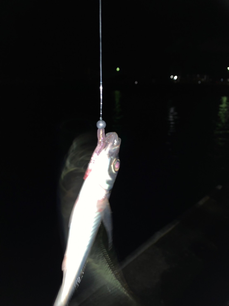 アジとタチウオ