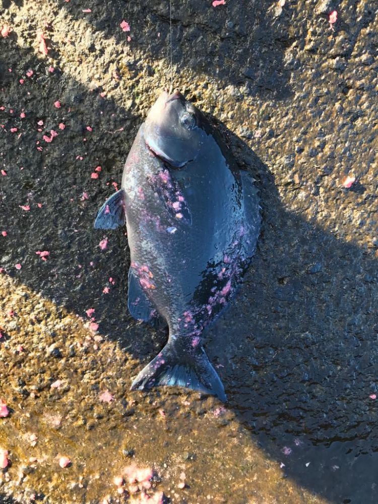 本年納めの釣行