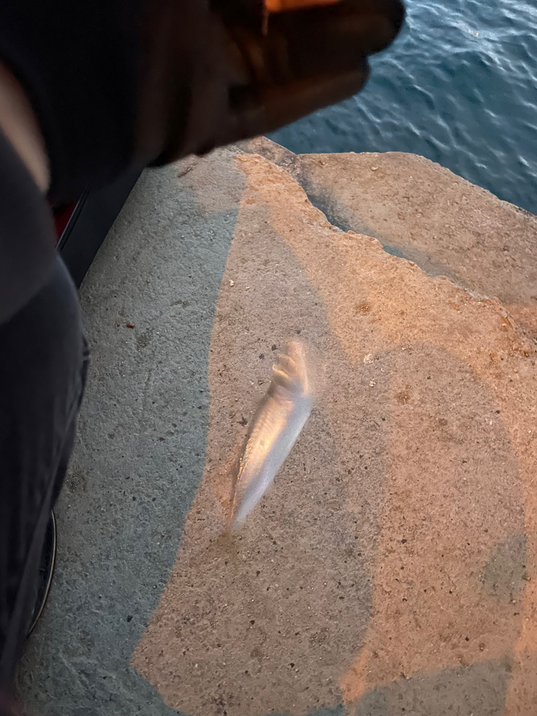 夢舞大橋アジング1211