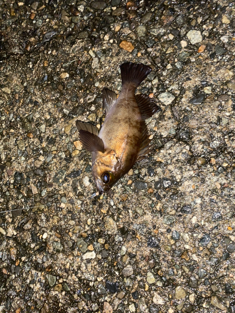 初メバルとアオリ