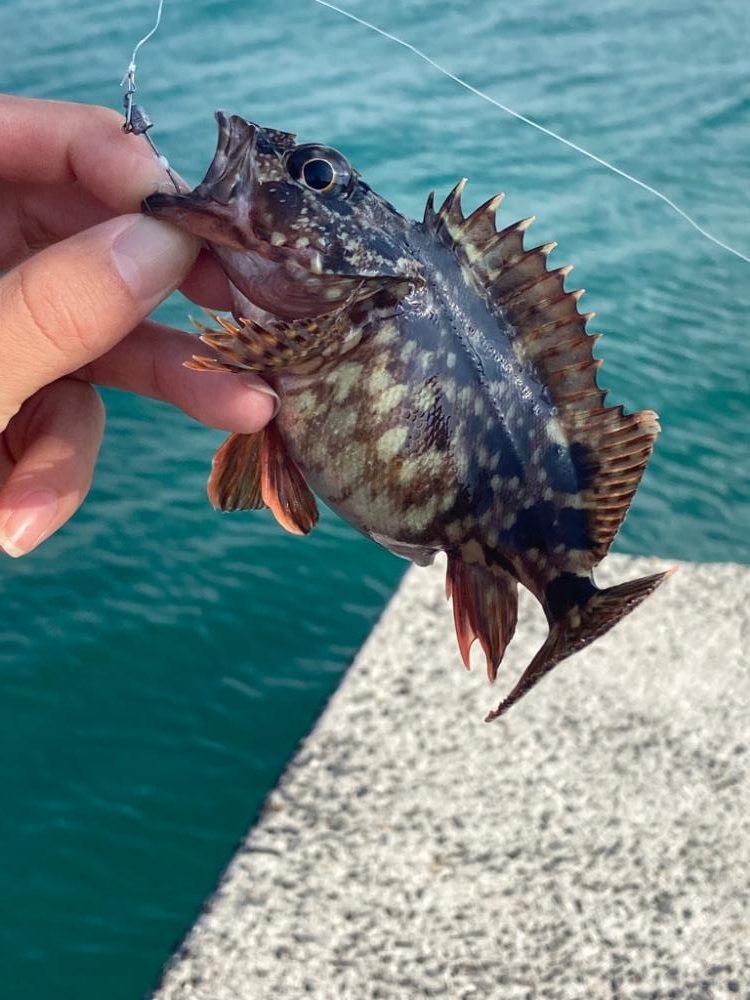 新兵器投入&釣り納め