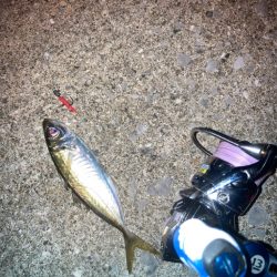 インチキアジング