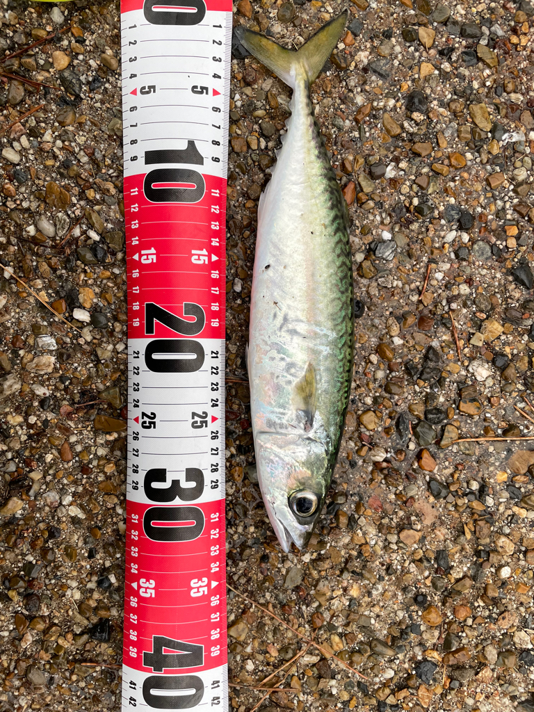 青物釣れましたっ❗️