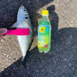 前回に続き尺アジゲット