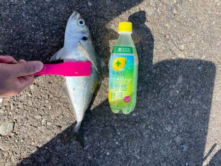 前回に続き尺アジゲット