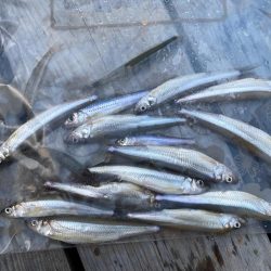 ワカサギで釣り納め