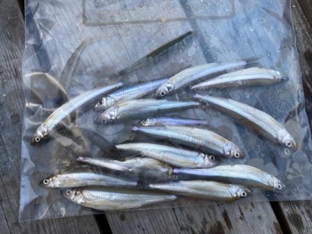 ワカサギで釣り納め