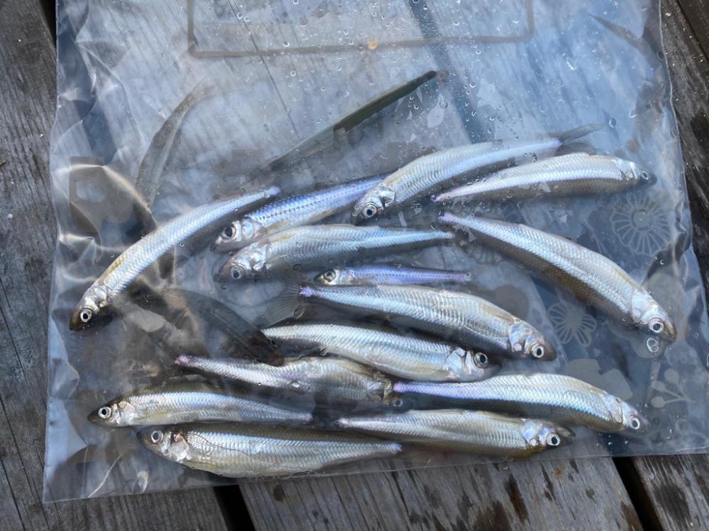 ワカサギで釣り納め