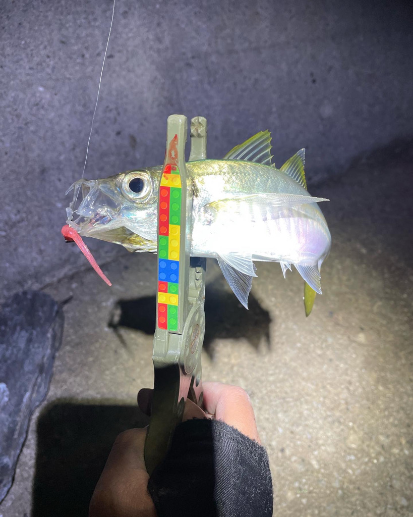 アジングたのしい〜