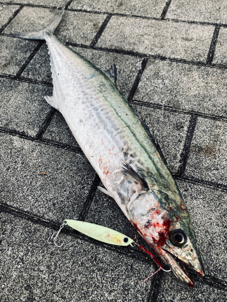 1日休み。青牙54センチ。。