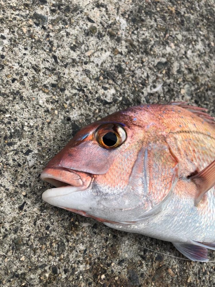 鯛を求めて再び