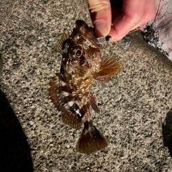 いろいろ釣れました