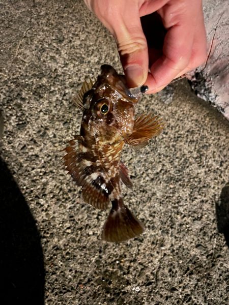 いろいろ釣れました