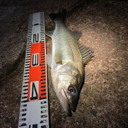 急な強風で戦意喪失