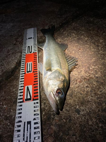 急な強風で戦意喪失