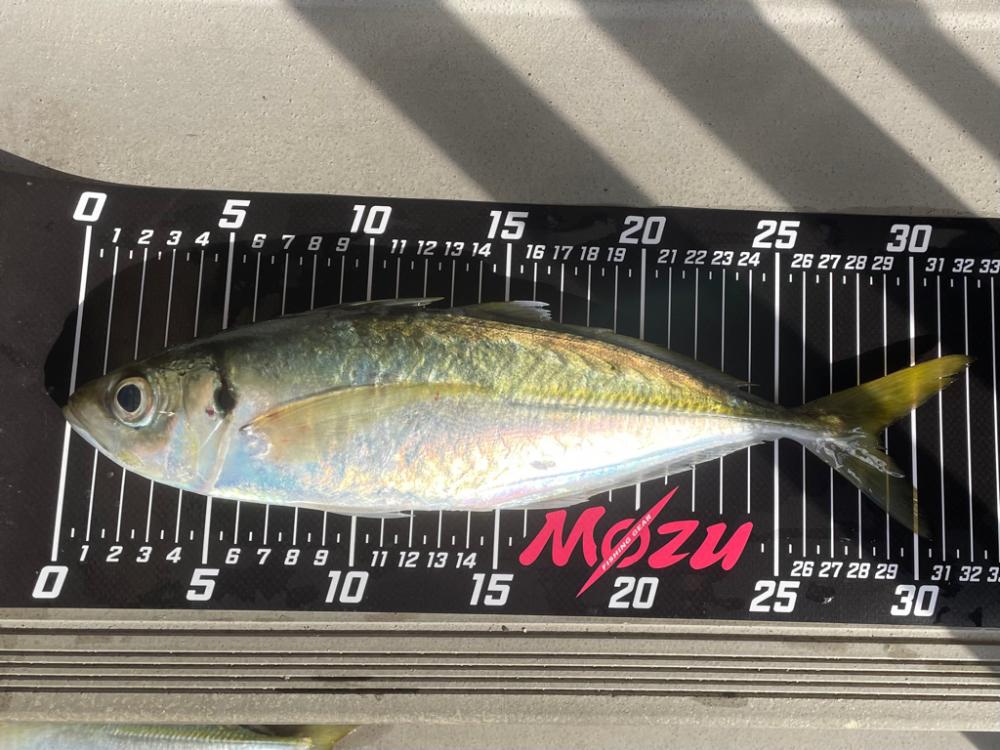 サンタが来たよ✨