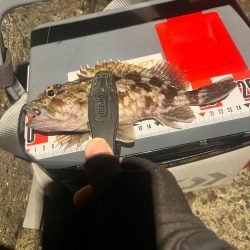 ガシリング絶好調