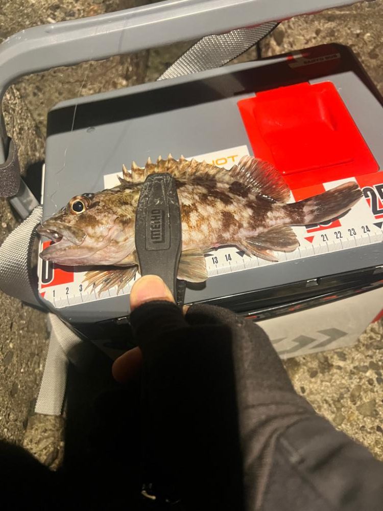 ガシリング絶好調