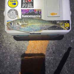 ボクにもサンタが来たみたい