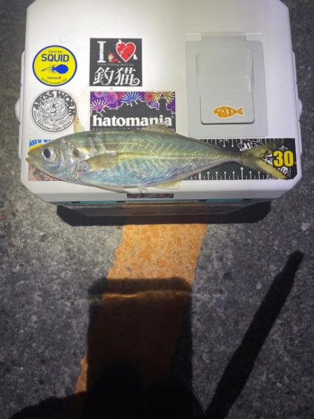 ボクにもサンタが来たみたい