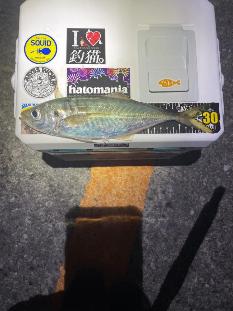 ボクにもサンタが来たみたい