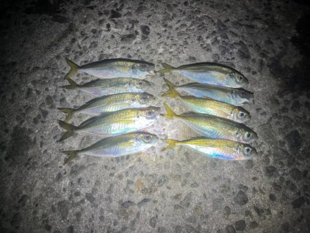 釣り納めアジングつ抜け