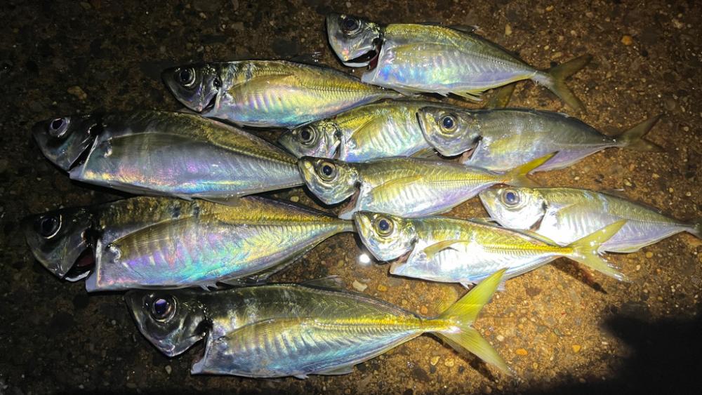 また潮が動かず