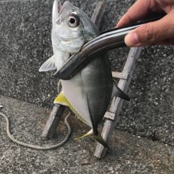 ライトフィッシング