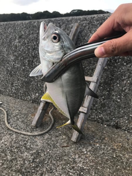 ライトフィッシング