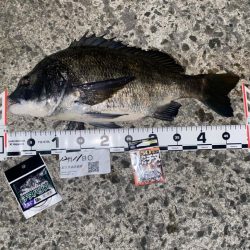 チヌ49　エビ撒き釣り