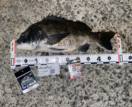 チヌ49　エビ撒き釣り