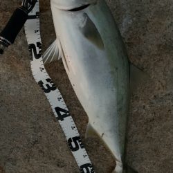 そろそろ、終盤戦！