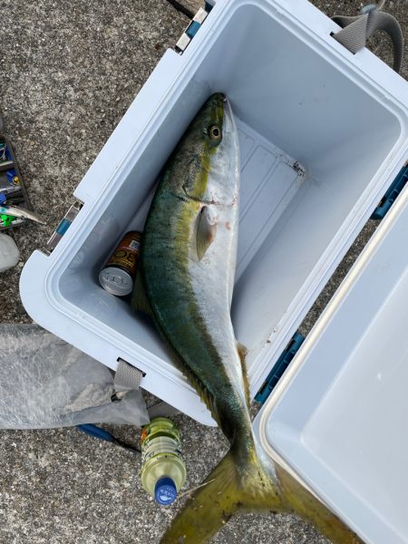 家から5分でメジロ