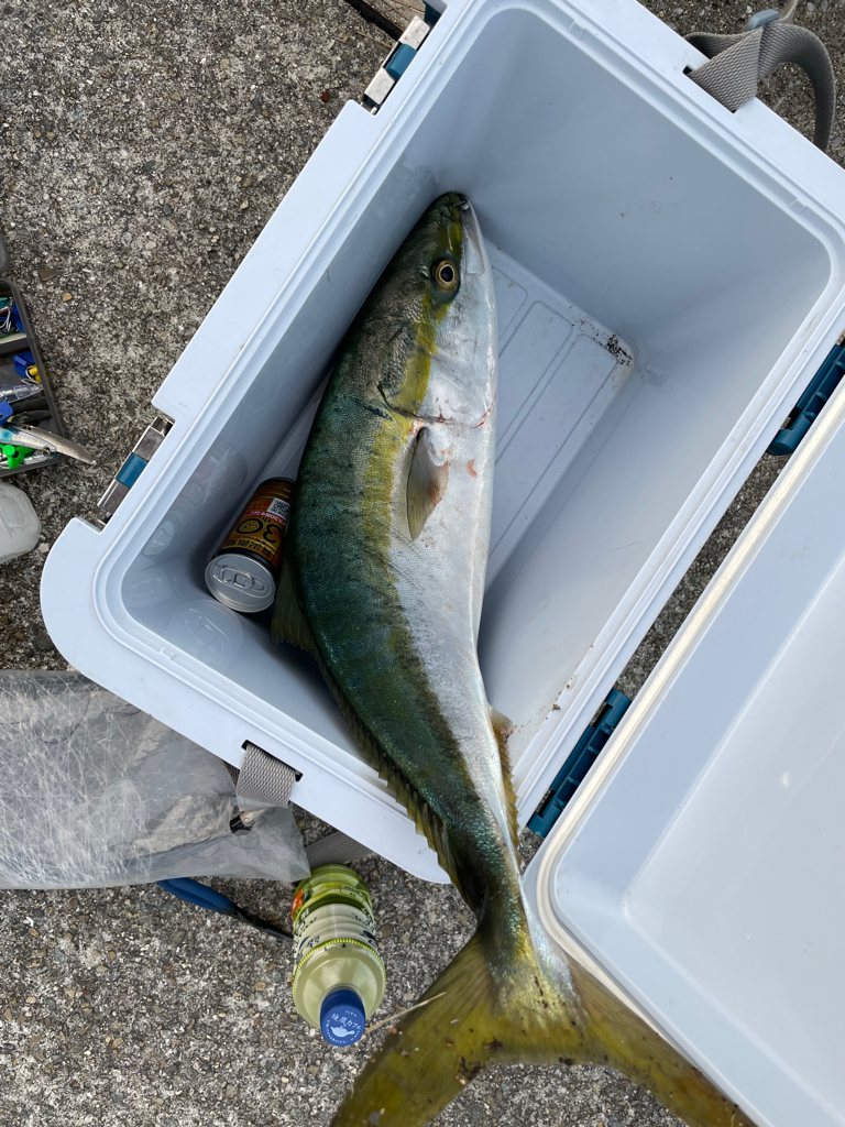 家から5分でメジロ