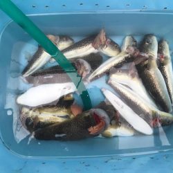 明石ショウサイカットウ