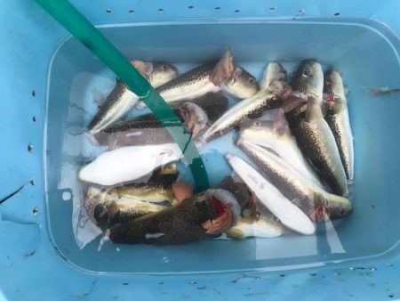 明石ショウサイカットウ