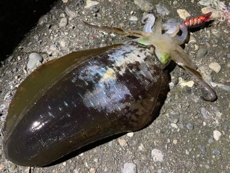 今季６杯目キロアップ！