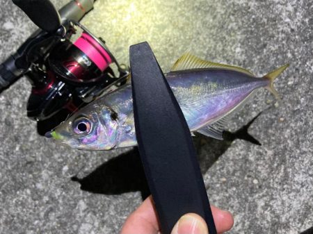 渋い大潮 ライトゲーム