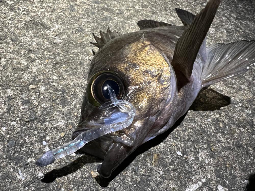 鯵を探して三千里Vel.18