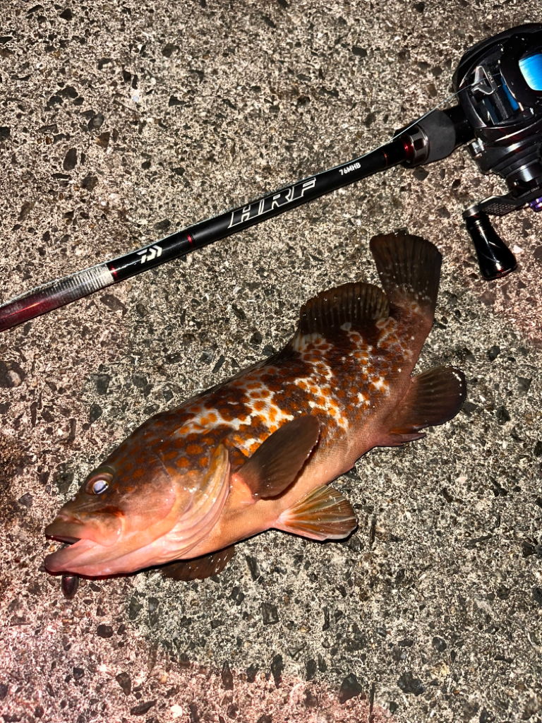 ロックフィッシュ&ショアジギング