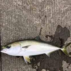 あたりは一瞬　青物ゲット