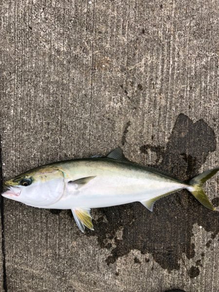 あたりは一瞬　青物ゲット