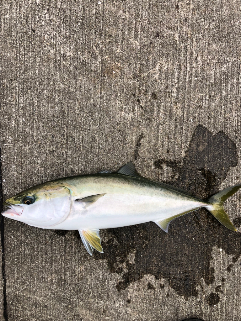 あたりは一瞬　青物ゲット