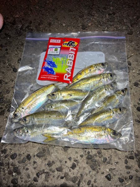 鯵を探して三千里Ver.9