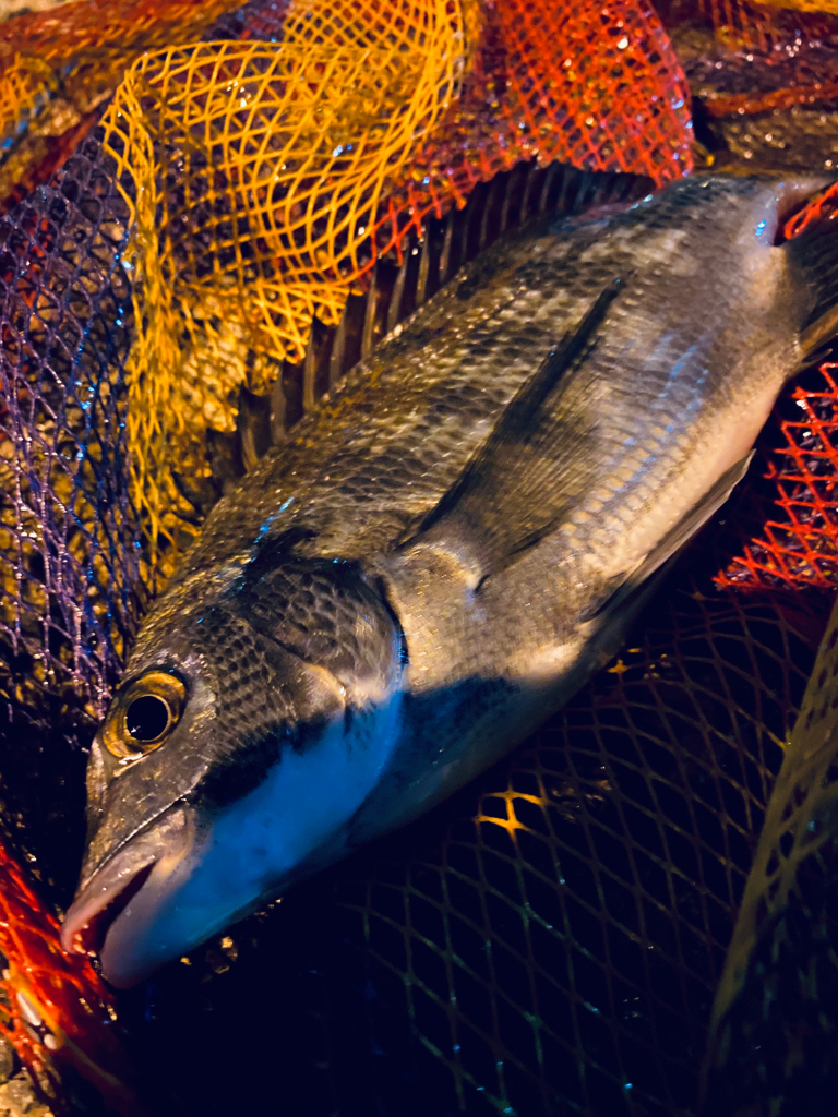 ヘチってきました